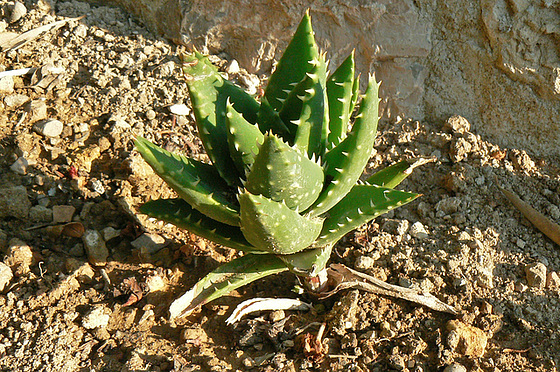 Aloe - identifications [verrouillé] 1_910
