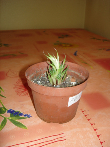 Aristaloe aristata  (= Aloe aristata) 1_9bip10