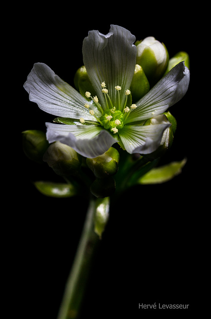 Dionaea muscipula - dionée 1_dion10