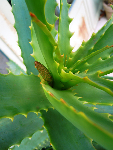 Aloe arborescens 1abei10