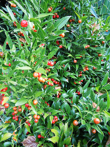 danae - Danae racemosa - laurier d'Alexandrie 1abeil19