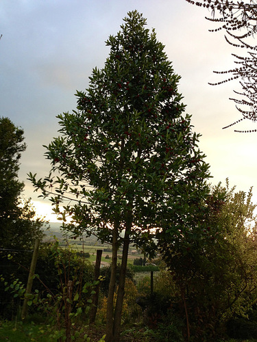 Ilex 'Castaneifolia' - houx à feuille de châtaignier 1abeil33