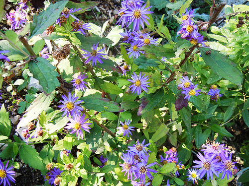 Aster ageratoides 'Ezo Murasaki' 1abeil39