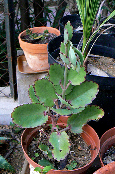 Bryophyllum fedtschenkoi (= Kalanchoe fedtschenkoi) 1av10