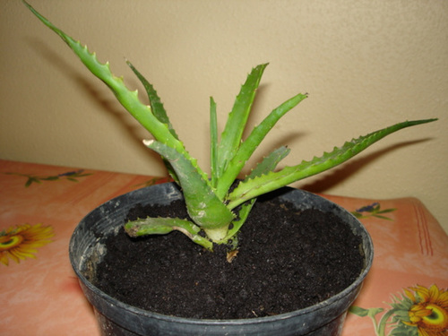 Aloe sp.  [identification non terminée] 1bip13