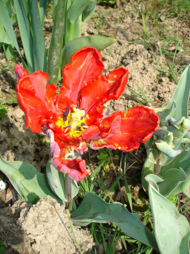 Tulipa - grands hybrides - tulipes chics et kitch (sections 1 à 11) - Page 2 1bip15