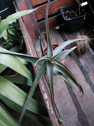 Aloe ciliaris ou striatula ?  [identification non terminée] 1cug10