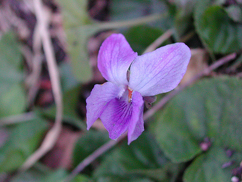 Viola - violettes et pensées 1cug12