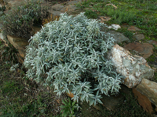 Salvia fruticosa 1cug14