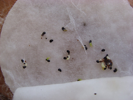 semis de Cactées : Trichocereus et autres 1mpe10
