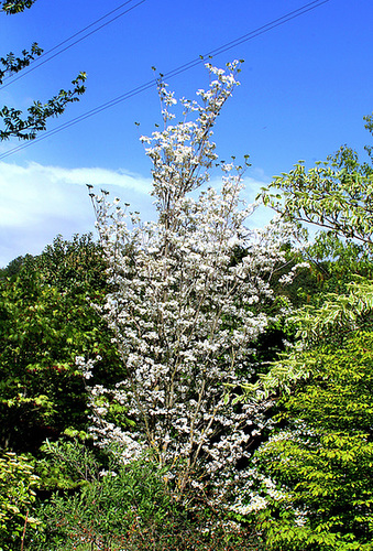 Cornus florida - cornouiller à fleurs 1neir105