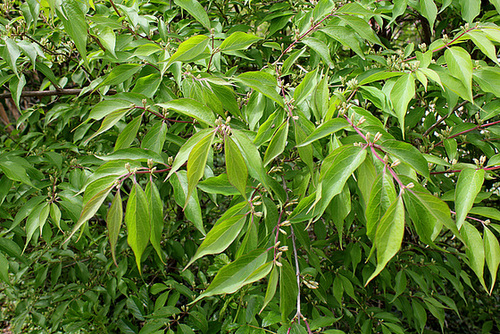 Lonicera maackii 1neir49