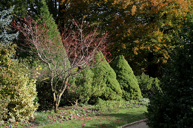 Acer japonicum 'Aconitifolium' 1neir61