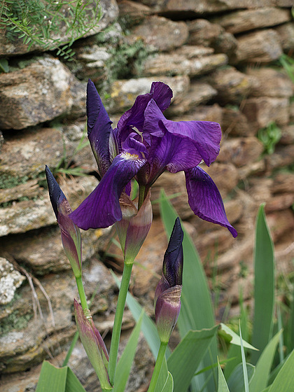 Iris - floraisons 2011 1pam10