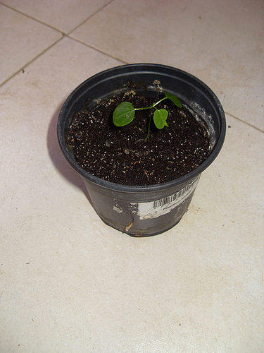 Passiflora foetida 1phoen16