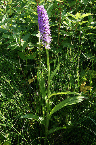 Dactylorhiza praetermissa - orchis négligé 1serg10