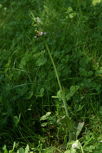Ophrys apifera - ophrys abeille 1serg15