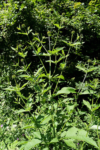 Dipsacus pilosus - cardère poilue 1serg24