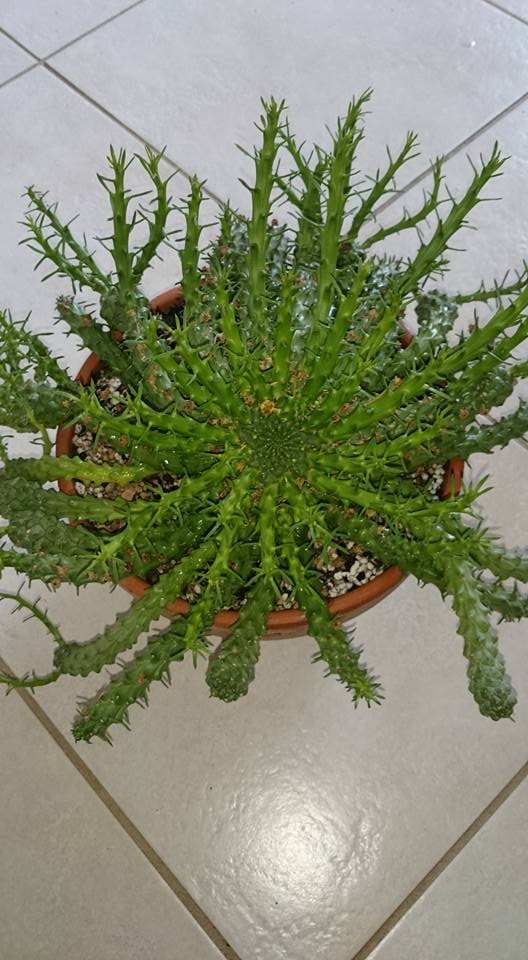 Euphorbia flanaganii 1zaza12