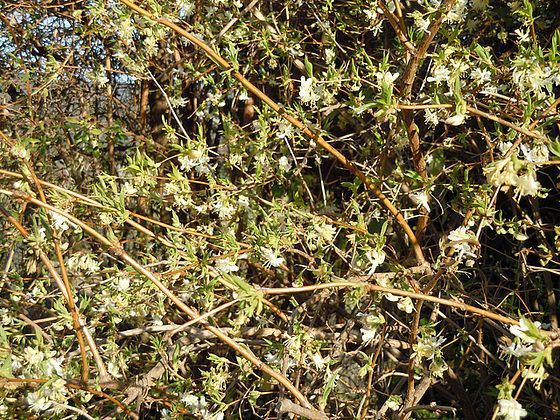 Lonicera fragantissima - chèvrefeuille - Page 3 2-abei10
