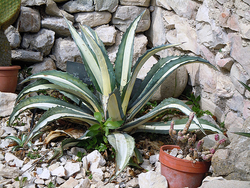 rusticité des cactus et succulentes en extérieur - listes 2-abei17