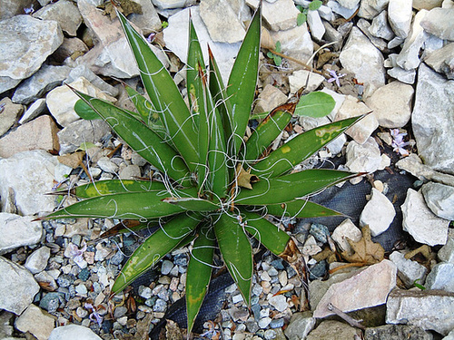 rusticité des cactus et succulentes en extérieur - listes 2-abei20