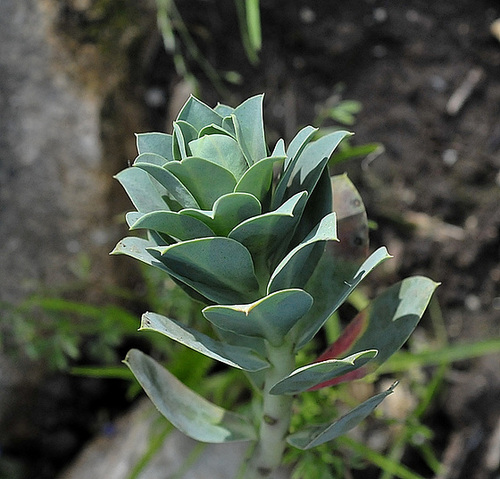 rigida - Euphorbia rigida - euphorbe rigide 2-anal10