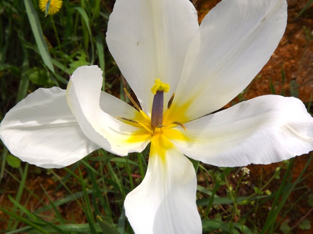 Tulipa - grands hybrides - tulipes chics et kitch (sections 1 à 11) - Page 3 20vinc10