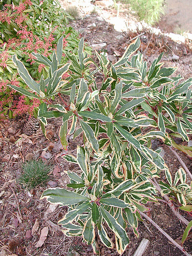 Rhododendron ponticum variegatum 2134