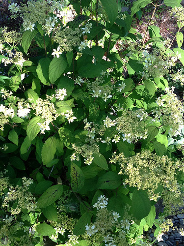 Hydrangea arborescens 'Hayes Starburst' 2142