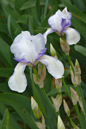 Iris 'Ma Mie' - Ferdinand Cayeux 1906 2155