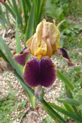 Iris 'Claude Aureau' - Ferdinand Cayeux 1928 2157