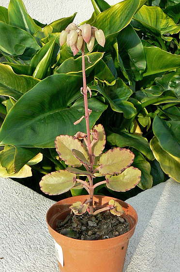 Bryophyllum fedtschenkoi (= Kalanchoe fedtschenkoi) 216