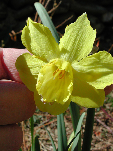 Narcissus - les narcisses horticoles 2211