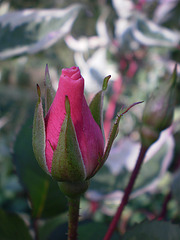 pelargonium - Le panier du jour - 4 - Page 24 2223