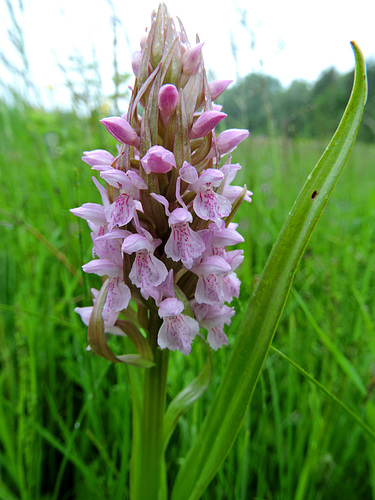 Dactylorhiza incarnata - orchis incarnat 224