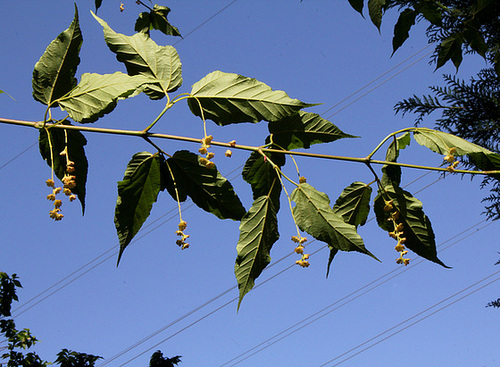 Acer davidii - érable de David, érable serpentine 2286
