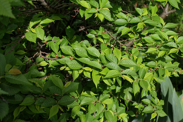 Ulmus parvifolia (= Ulmus chinensis) - orme de Chine 2294