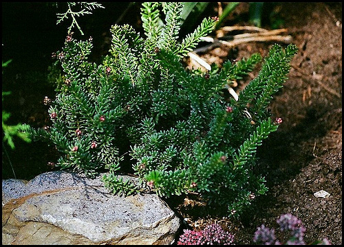 Grevillea lanigera 'Mount Tamboritha' 2347