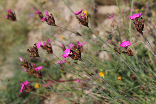 Dianthus carthusianorum - oeillet des Chartreux 2398