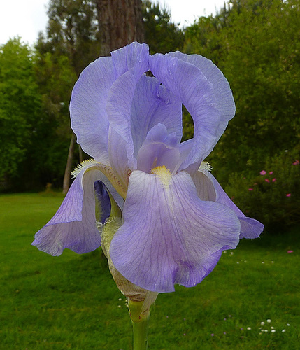 Floraisons de nos Iris barbus 2013 - Page 2 23dhee10