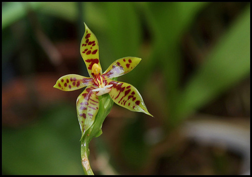 Phalaenopsis lamelligera (= Phalaenopsis cornu-cervi f. lamelligera) 2428