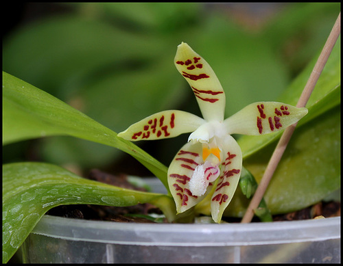 Phalaenopsis sumatrana (= P. zebrina) 2440
