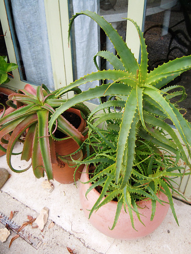 Aloe arborescens 263