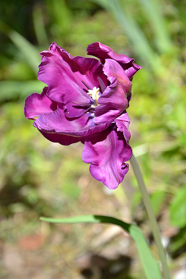 Tulipa - grands hybrides - tulipes chics et kitch (sections 1 à 11) 27-pam10