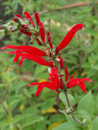 Salvia - les floraisons du moment- 2012- 2013 2712