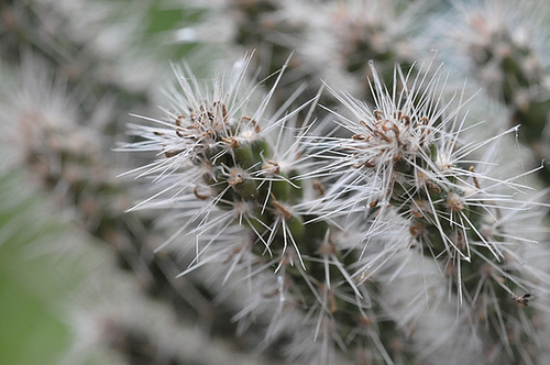 Cylindropuntia spinosior cristata  [identification à confirmer] 272