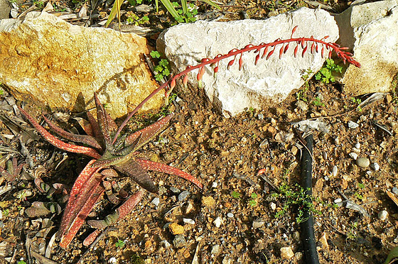 Aloe sp. et Gasteria sp. [identification non terminée] 280