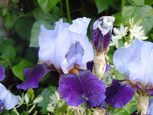 Floraisons de nos Iris barbus 2013 - Page 3 2819