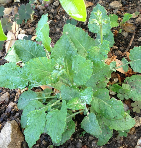 Salvia taraxacifolia 2_abei11